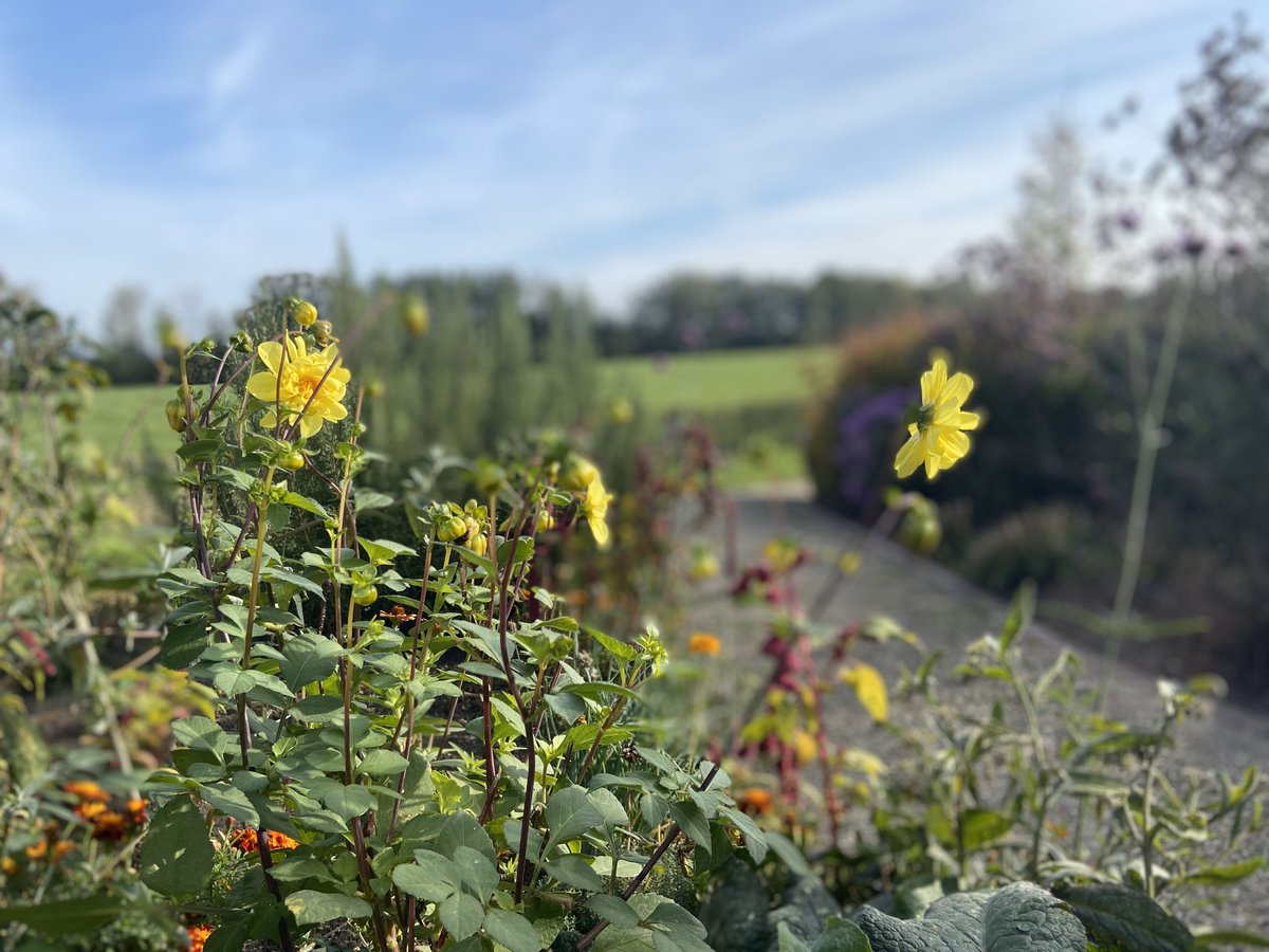 Afgelopen weken brachten we opnieuw een bezoek aan Harreveld, bij Limkje en Bertus. Inmiddels wonen ze een jaar in hun nieuw gebouwde #droomhuis, en we waren nieuwsgierig om hun #tuin in de #herfst te bewonderen.
Lees alles over deze tuin op onze website: oscarsgroen.nl/limkje-en-bert…