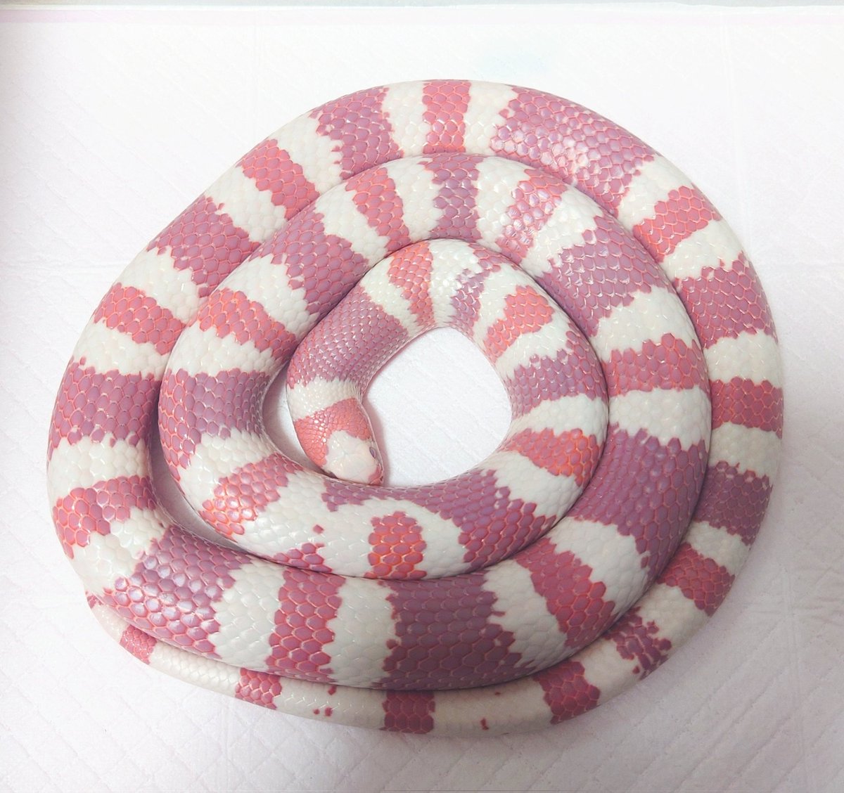 フラン🐍脱皮前のいちごミルクモード🍭
あともう少しで綺麗なとぐろなのに…ナミヘビはとぐろ巻くの下手なのかな？
#ホンジュランミルクスネーク
タンジェリンアルビノ
