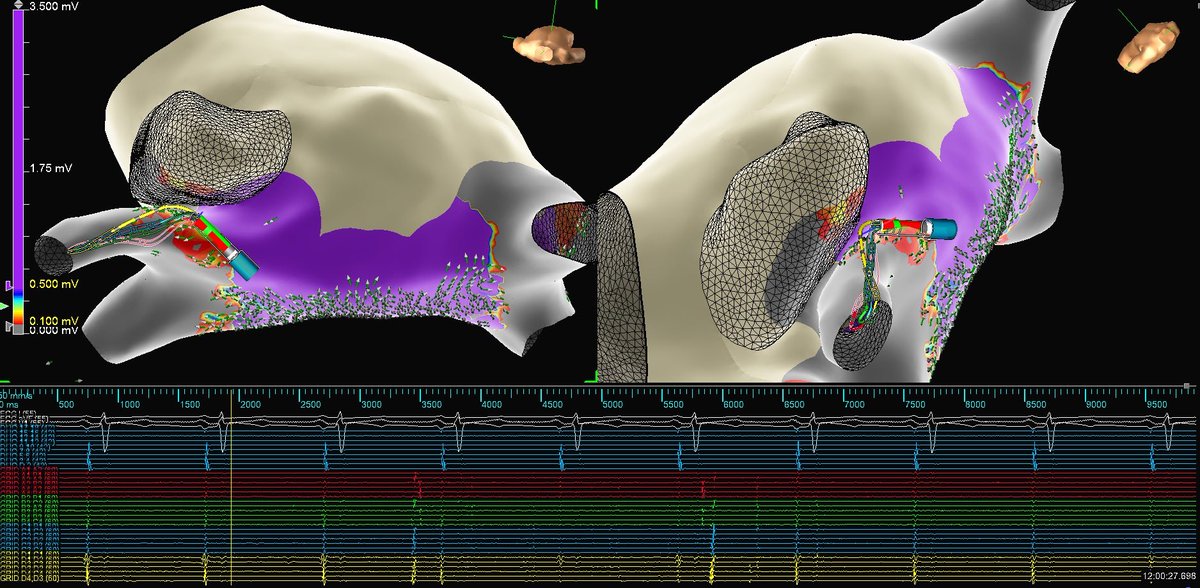 Mallory Taylor tweet media