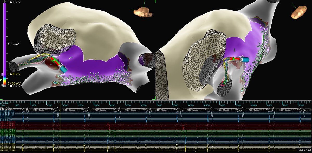 Mallory Taylor tweet media