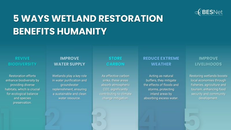 UNBiodiversity's tweet photo. 🌿💧Wetlands are our protectors and providers. These ecosystems shield us from extreme weather while nourishing us with food resources, from fisheries to agriculture.

Learn more about their dual role in safety and sustenance. 👇
via @BESNet_UNDP https://t.co/jNZ4CjrWWA