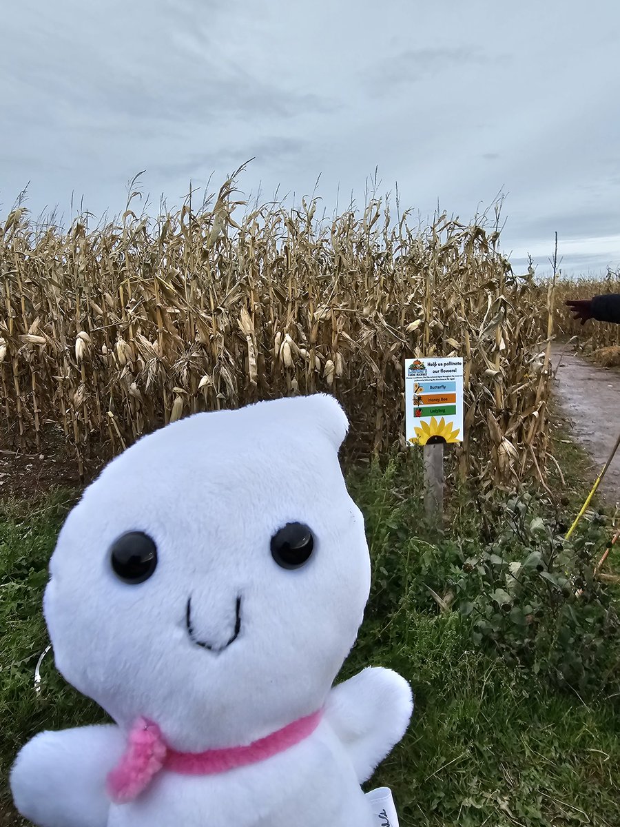 Baby Hermie had a safe and happy time at Lester's Farm...and then flew away till next year. 👻 <a href="/NLSchoolsCA/">NLSchools</a> <a href="/Hazelwood_Elem/">Hazelwood Elementary</a> <a href="/Darcy0628/">Kathleen Halliday</a>
