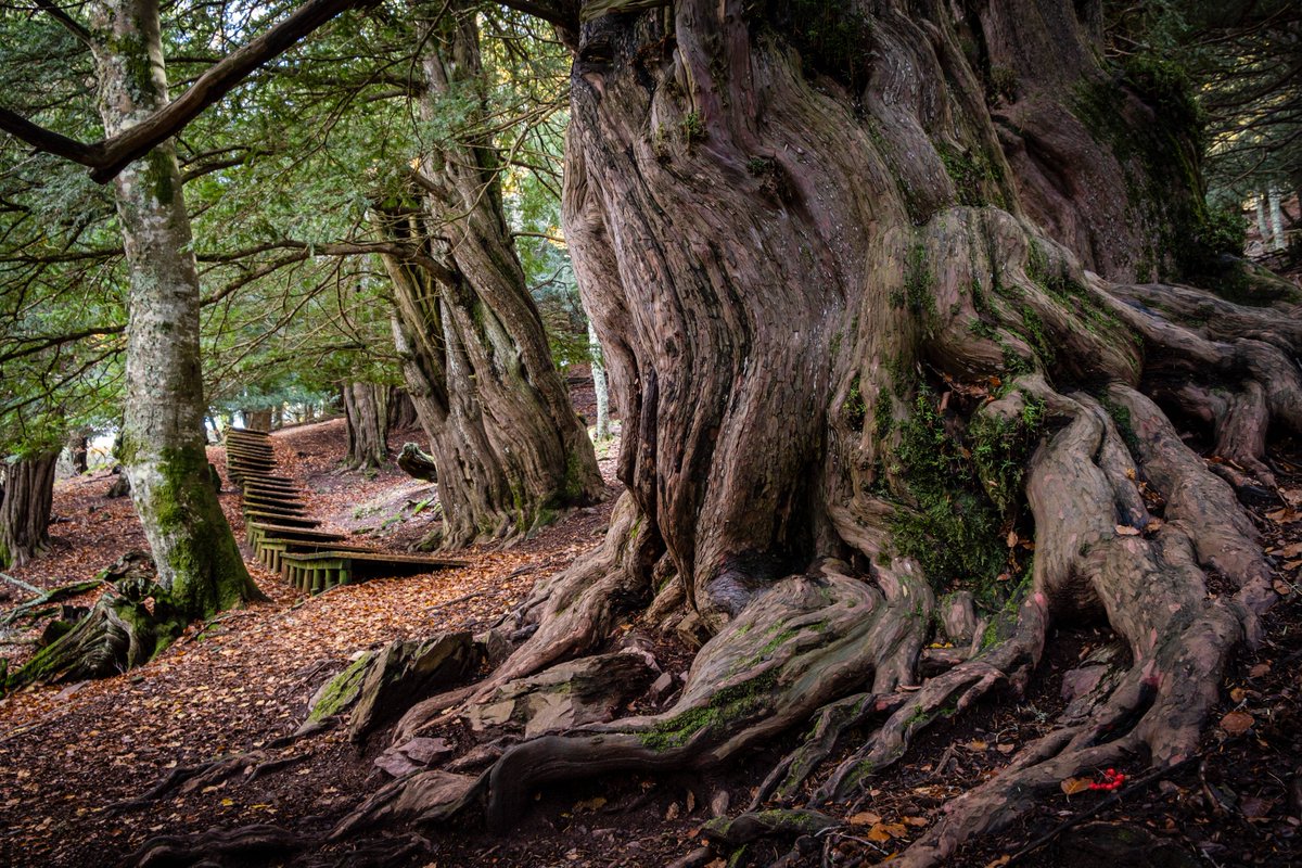 The National Forest tweet media