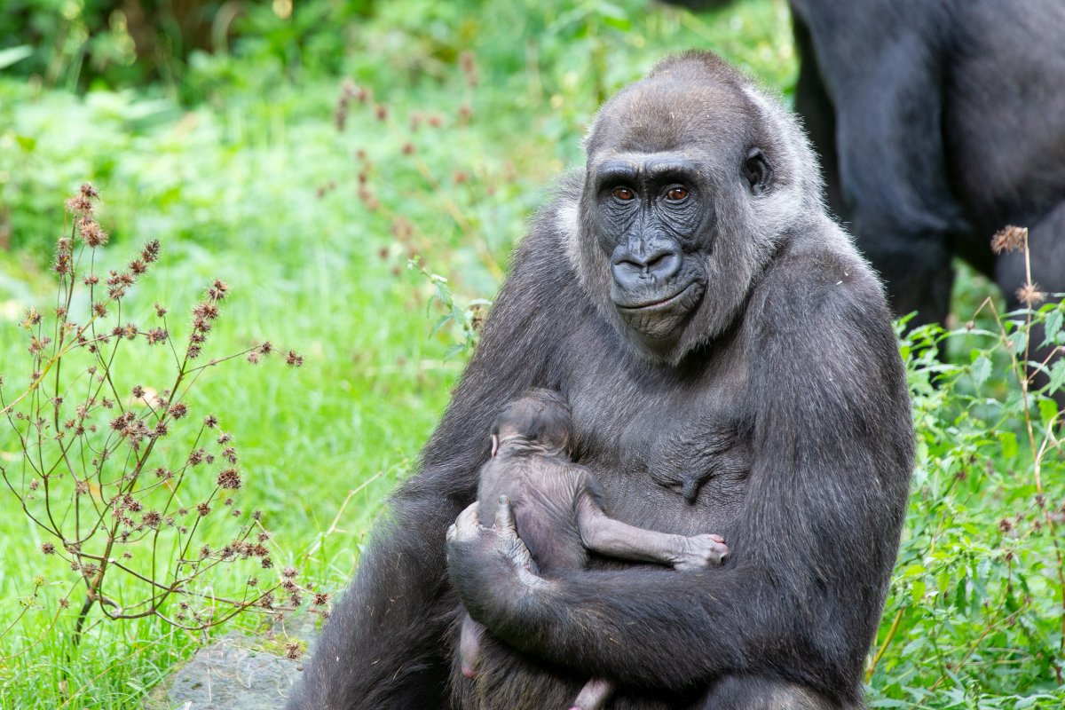 Het geslacht en de naam van de gorillababy zijn bekend! 🤩 

Het is een vrouwtje, genaamd Mizani, wat ‘weegschaal’ betekent in het Swahili. Leuk detail: de namen van haar moeder M’Fugaji en oma Mintha beginnen ook met de letter M.

#gorillababy #genderreveal #apenheul