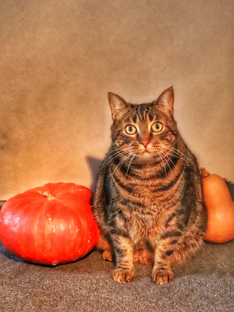 saturnethecat's tweet photo. 👻 Joyeux Halloween 🎃 https://t.co/qYntu3QHkK