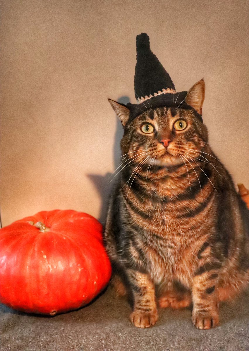 saturnethecat's tweet photo. 👻 Joyeux Halloween 🎃 https://t.co/qYntu3QHkK