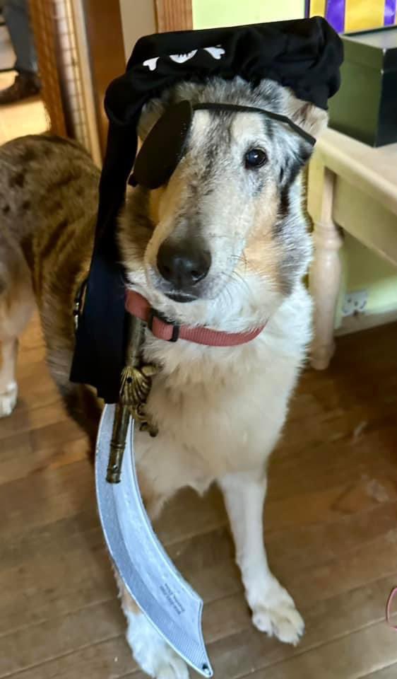 CollieOf's tweet photo. Happy Halloween from the Collie Club of America!  #halloween2024 https://t.co/0egUMlaU8z