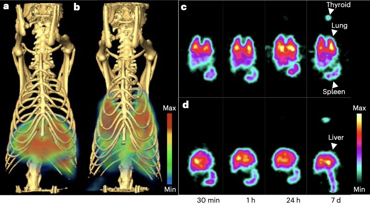 Experiments demonstrate precise delivery of nanoparticles to lung via caveolae pumping system phys.org/news/2024-10-p… /via <a href="/physorg_com/">Phys.org</a>
