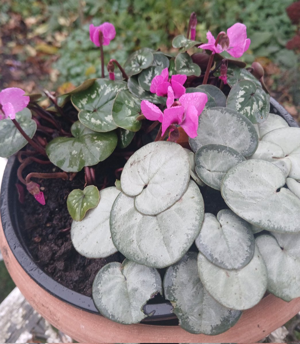 🗿📡🌱🫛🚴‍♂️David🏴󠁧󠁢󠁷󠁬󠁳󠁿 tweet media