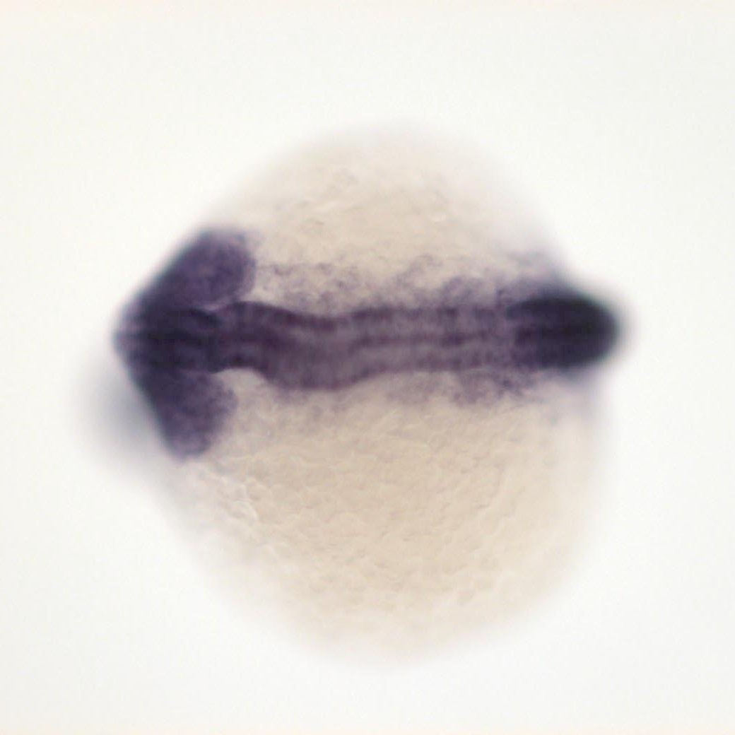Zebrafish Rock! tweet media