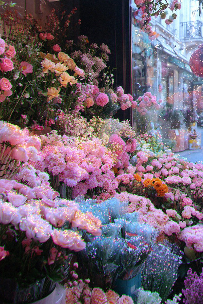 prettiestavenue's tweet photo. blooming flowers https://t.co/MxBf7nLetx