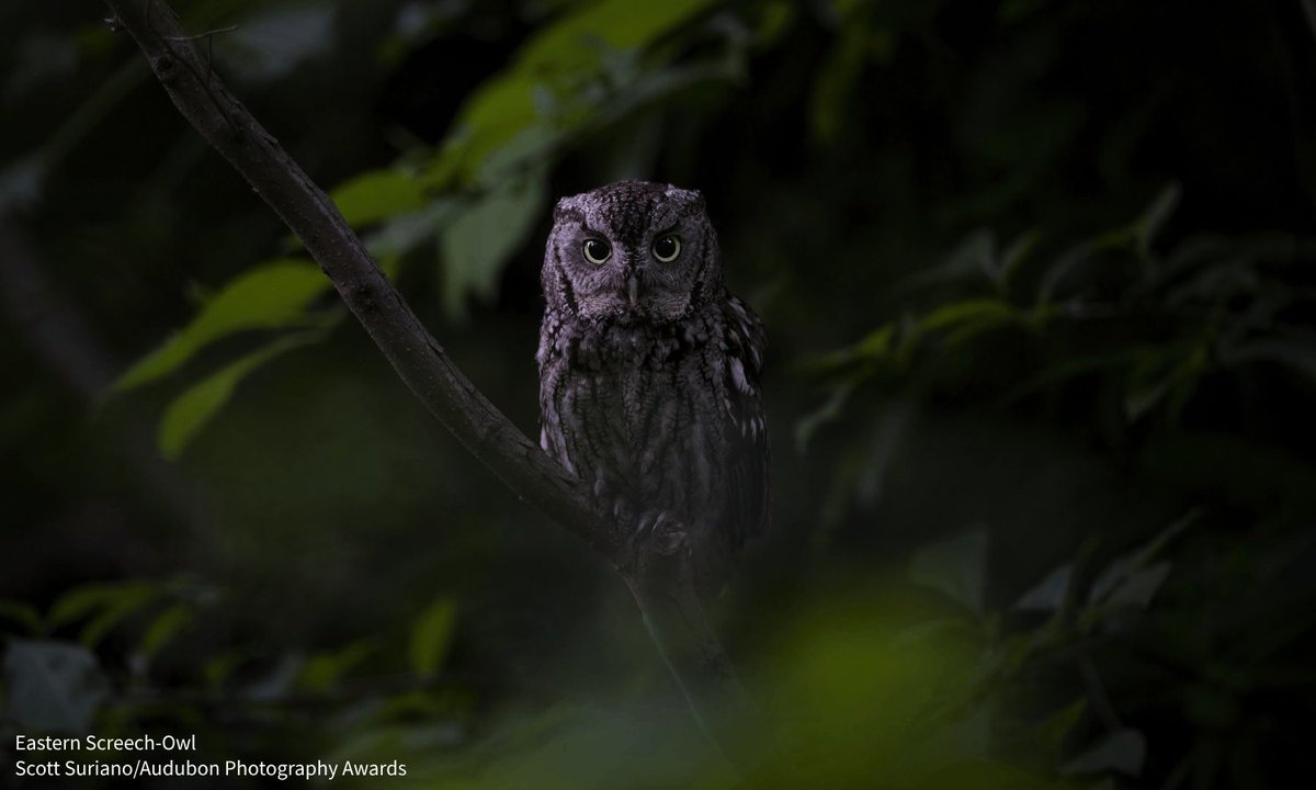 Happy Halloween! (Or should we say #Owloween?) Add some eerie aura to your day and listen to the calls of these five common owl species, and learn to identify them by ear while you’re at it! bit.ly/3mEi7uc