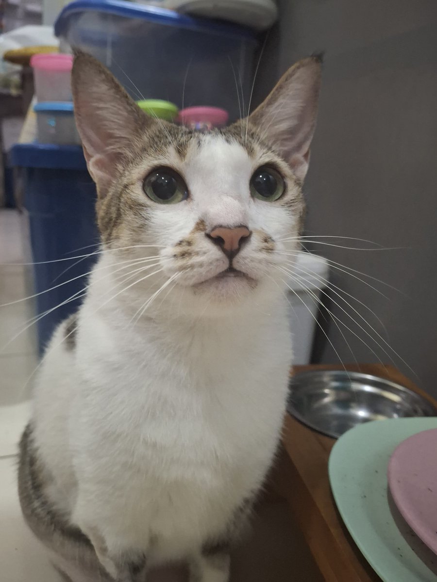 Henlo fwends ♡´･ᴗ･`♡