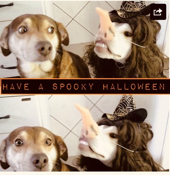 mumblesis's tweet photo. 🍂🍁🎃👻💀🥸👹🤡👽🦹🏻🦸🏻‍♀️🧙🏻🧙‍♂️🧛🏻‍♀️🧛🏻🧟‍♀️🧌🧟‍♂️🧞🧚‍♂️🧜🏼‍♂️ to 🍁🍂#HappyHalloween https://t.co/SysGgHkp2q