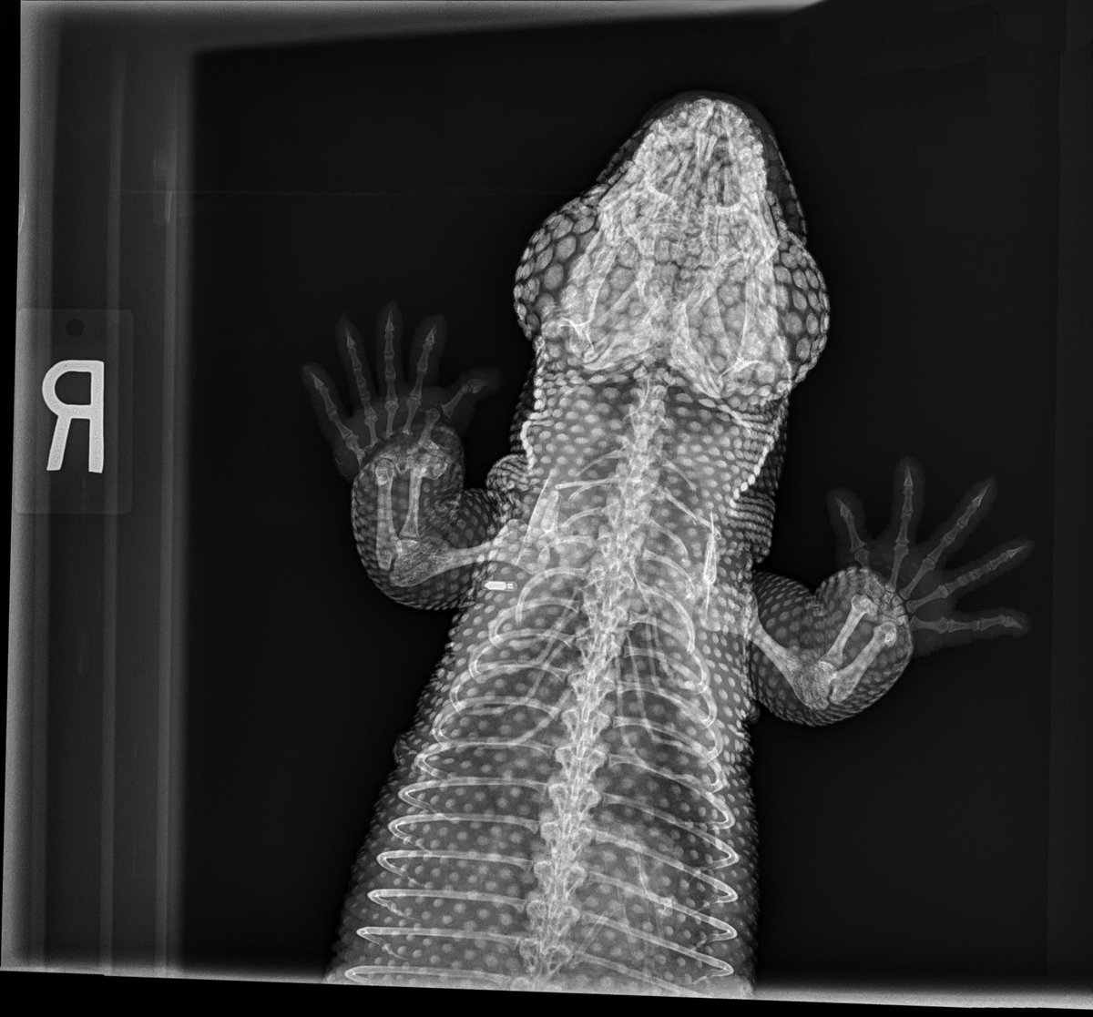 For #Halloween, let's dive into the spooky side of animal care. X-rays are a vital tool for our veterinary teams caring for our animals. Can you identify these animals at Franklin Park Zoo and Stone Zoo?