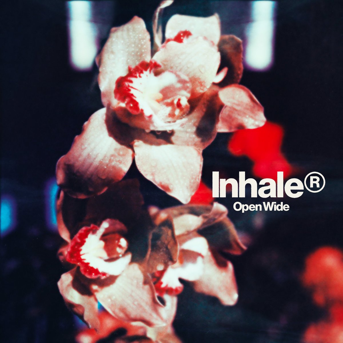InhalerDublin's tweet image. Open Wide, our third album, will be yours 7th February 2025. More news tomorrow. 8am GMT. 

Sign up here inhaler.lnk.to/announcement