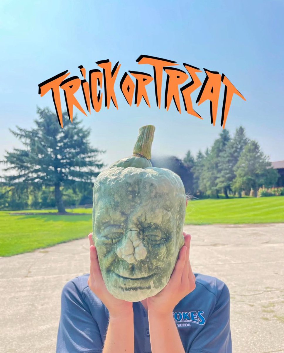 Stokes Seeds tweet media