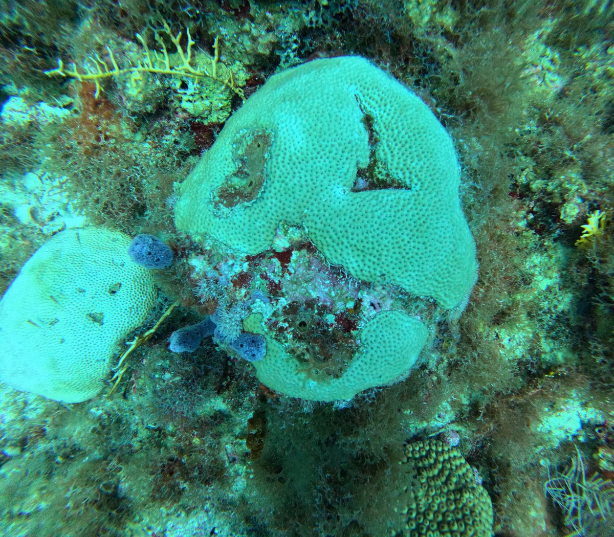 noaacoastalsci's tweet photo. Happy Halloween! We can’t decide if this starlet coral in @DryTortugasNPS is going dressed as a skeleton or a jack-o-lantern... 💀🎃#NOAASpookyScience
Carve your own ocean-inspired pumpkins for Halloween with these NOAA stencils: https://t.co/iERo1khln0 https://t.co/PuI8jAEovK