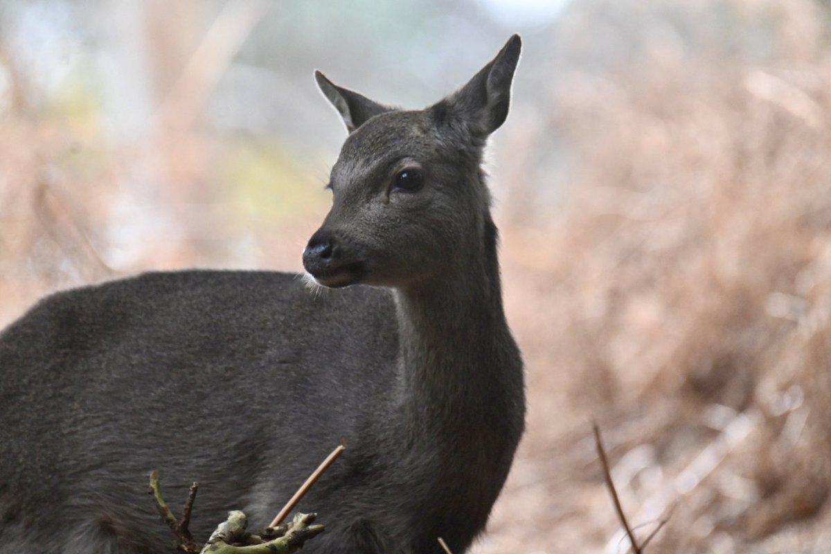 A Sika deer at <a href="/BrownseaNT/">Brownsea Island</a> this afternoon #wildlifephotography <a href="/ChrisGPackham/">Chris Packham</a> <a href="/rtaylorjones/">richard taylor-jones</a> <a href="/radioleary/">Dermot O'Leary</a> <a href="/DrAmirKhanGP/">Dr Amir Khan GP</a> <a href="/DeborahMeaden/">Deborah Meaden 🇺🇦</a> <a href="/HamzaYassin3/">Hamza Yassin</a> <a href="/JuliaBradbury/">Julia Bradbury I HAVEN'T BOUGHT BLUE TICK💙</a> <a href="/michaelastracha/">Michaela Strachan</a> <a href="/MeganMcCubbin/">Megan McCubbin</a> <a href="/SteveBackshall/">Steve Backshall</a> <a href="/gordonjbuchanan/">Gordon Buchanan</a>