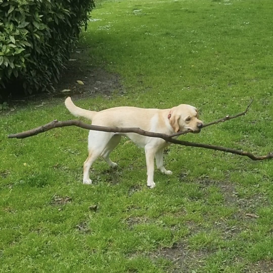 Labrador Bailey verzamelt grote voorwerpen inrijswijk.com/2024/10/31/col…