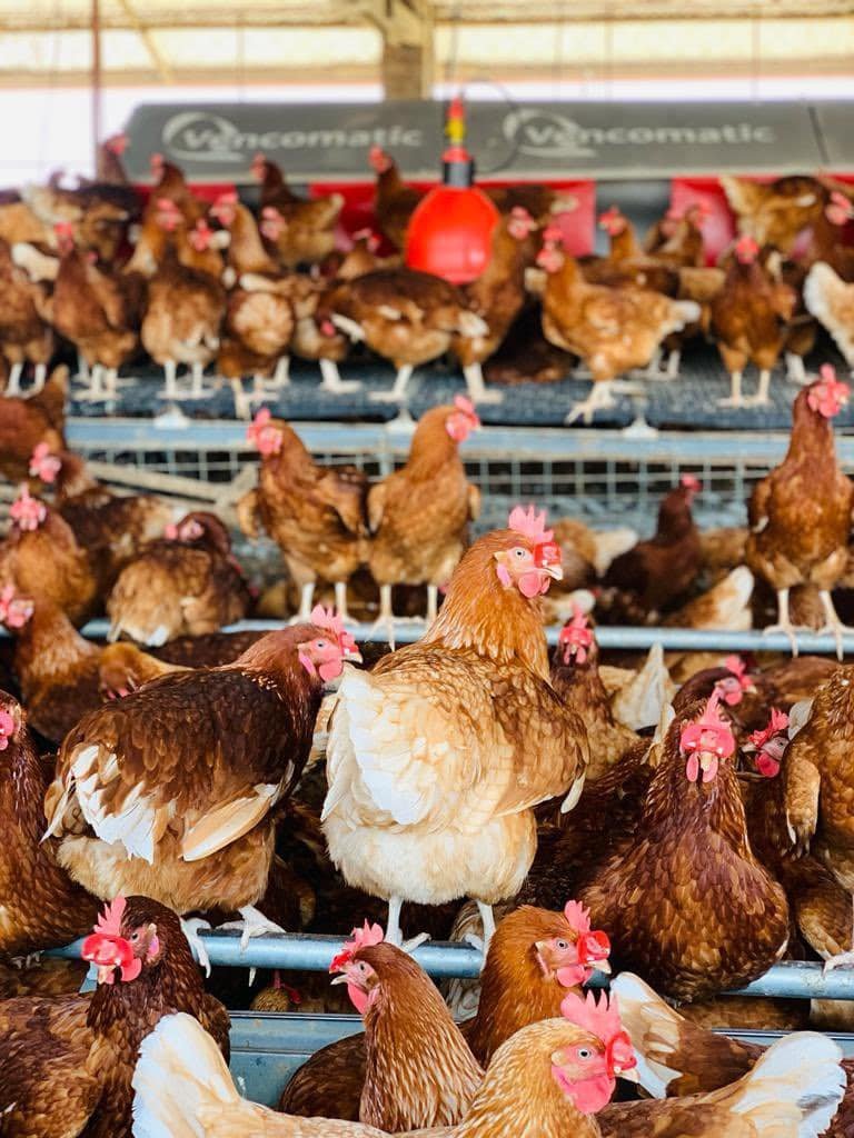 Agrinsiderhq's tweet photo. How To Make Your Poultry Feeds From Day-Old Chicks
■ Starter Feed (0-8 Weeks)

Maize: 50 kg
Soya Meal: 17.5 kg
Fish Meal: 12 kg
Maize Bran: 10 kg
Sunflower Cake: 4.5 kg
Limestone: 4 kg
Bone Meal: 1.5 kg
Salt: 300 grams
Premix: 200 grams
Toxin Binder: 100 grams
This feed provides the necessary high protein (18-20%) for the rapid growth and development of the chicks.

■ Grower Feed (9-20 Weeks)

Maize: 60 kg
Soya Meal: 14 kg
Fish Meal: 10 kg
Maize Bran: 7 kg
Sunflower Cake: 5 kg
Limestone: 2.5 kg
Bone Meal: 1.2 kg
Salt: 200 grams
Premix: 100 grams
Toxin Binder: 50 grams
This formulation lowers the protein content to around 16-18%, which is ideal for the continued growth and preparation of the birds for laying.

■ Layer Feed (20+ Weeks)

Maize: 55 kg
Soya Meal: 13 kg
Fish Meal: 8 kg
Maize Bran: 12 kg
Sunflower Cake: 6 kg
Limestone: 5 kg
Bone Meal: 2 kg
Salt: 300 grams
Premix: 150 grams
Each feed mixture is formulated to meet the nutritional needs specific to the poultry's growth stage.