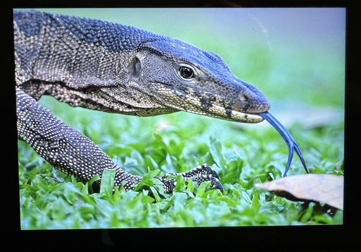 David DarrellLambert tweet media