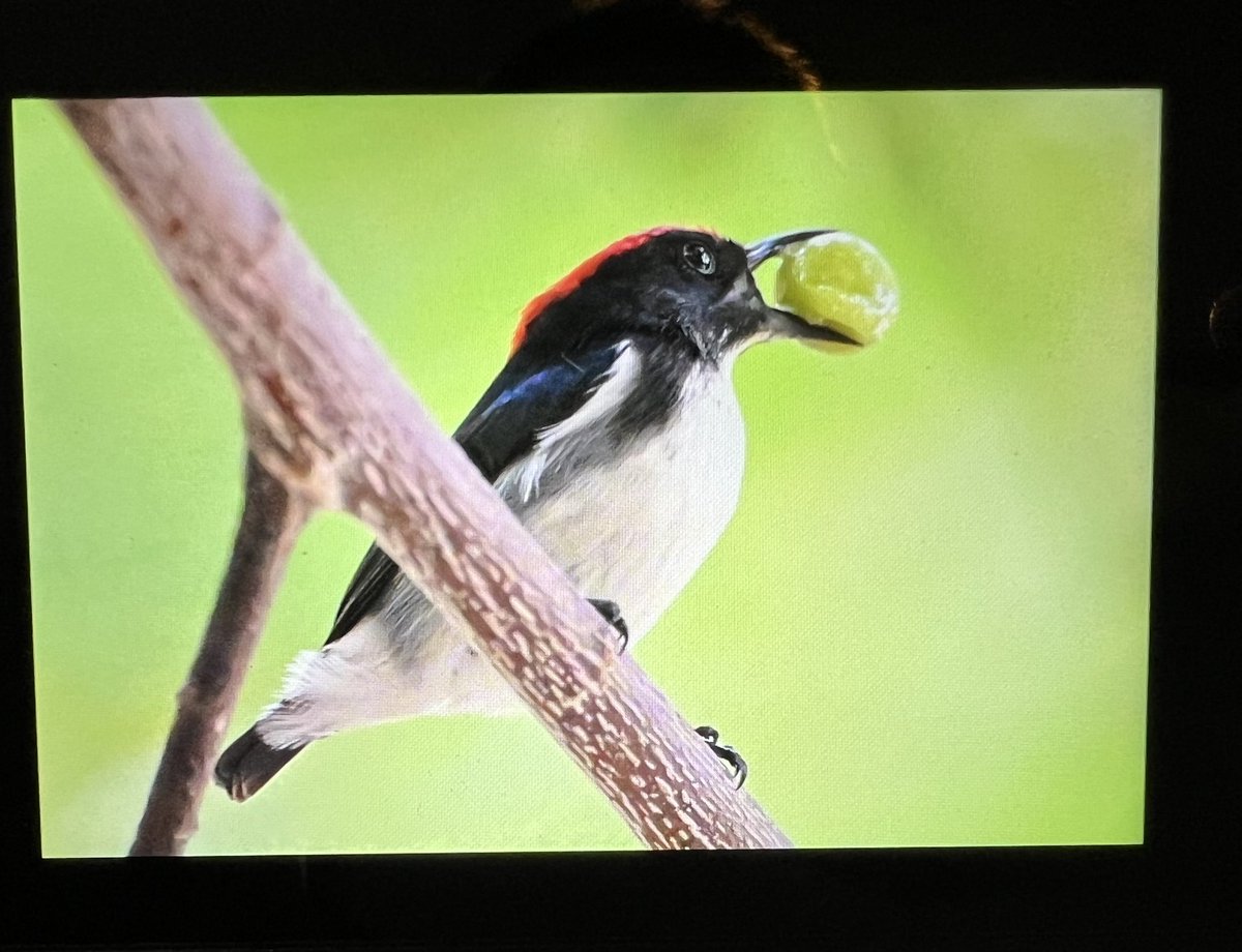 David DarrellLambert tweet media