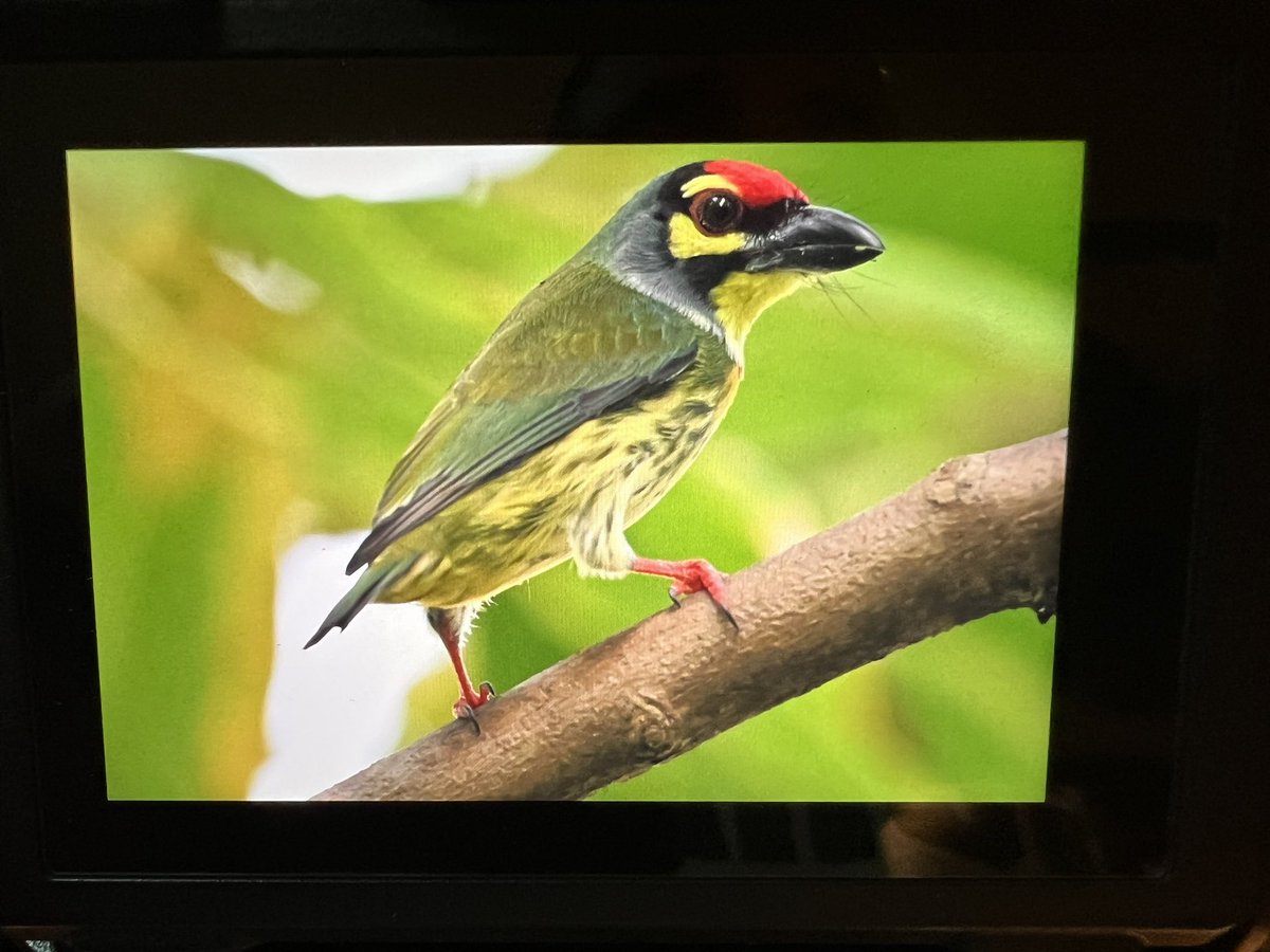 David DarrellLambert tweet media