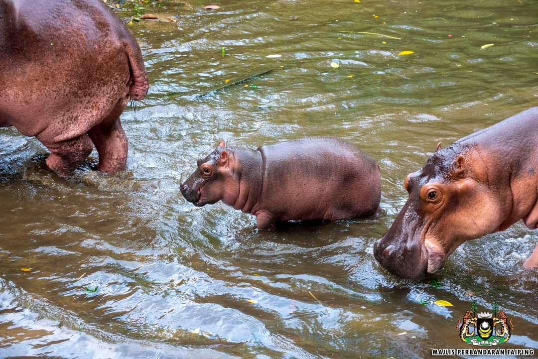 NewsBFM's tweet photo. Zoo Taiping &amp; Night Safari has welcomed the birth of a new hippopotamus, born on June 5.

According to the zoo, the baby hippo was born to its mother, Lek, who previously gave birth to another calf in 2016 named Atan.

📷: Zoo Taiping &amp; Night Safari

🧵1 https://t.co/y3YNCEWHWA