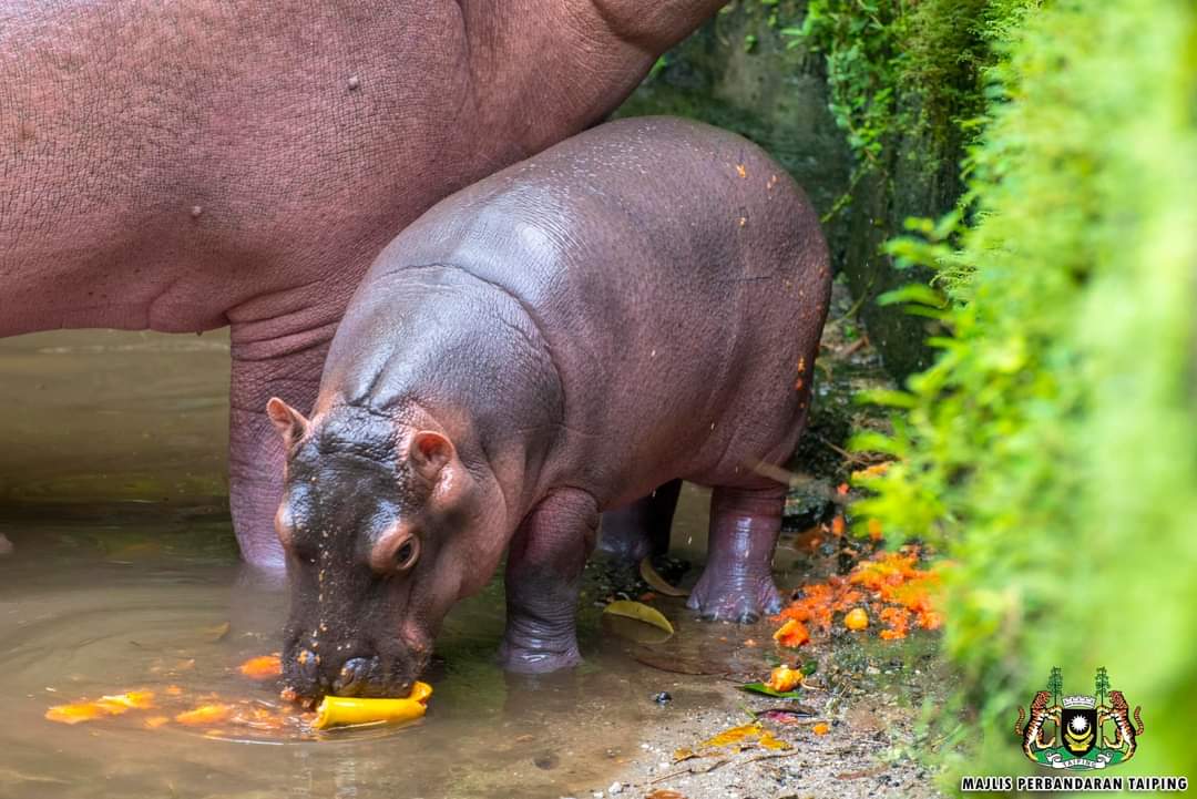 NewsBFM's tweet photo. Zoo Taiping &amp; Night Safari has welcomed the birth of a new hippopotamus, born on June 5.

According to the zoo, the baby hippo was born to its mother, Lek, who previously gave birth to another calf in 2016 named Atan.

📷: Zoo Taiping &amp; Night Safari

🧵1 https://t.co/y3YNCEWHWA