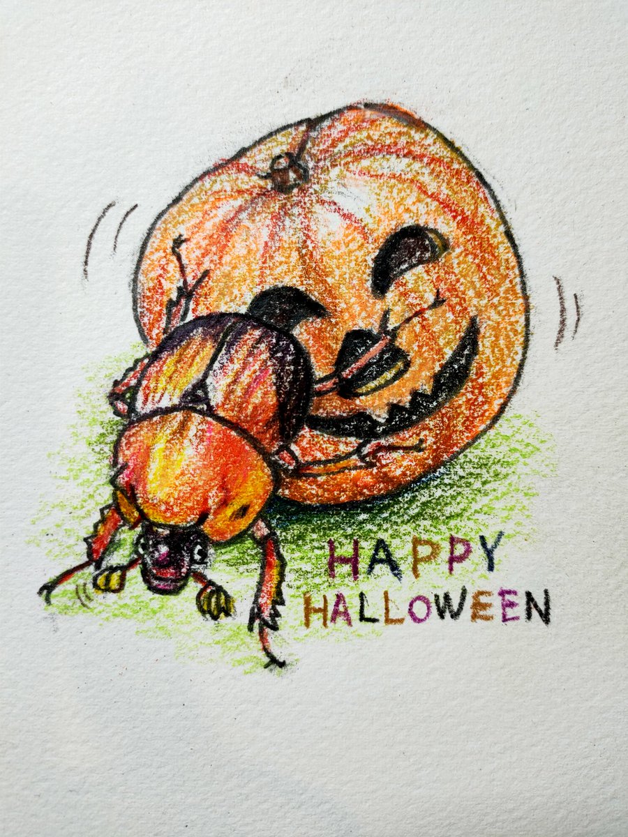 #ハッピーハロウィーン
#ムネアカセンチコガネ　のフンコロガシごっこ　#カボチャコロガシ
#タダサトシ
