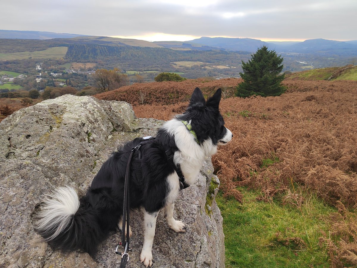 smoggiewalks's tweet image. Out on the Cribarth #getoutside #breconbeacons #explorelocal #BorderCollie #dogsoftwitter #BannauBrycheiniog #trigpointchallenge #trigpoint @DerekTheWeather @OrdnanceSurvey @TrigThursday