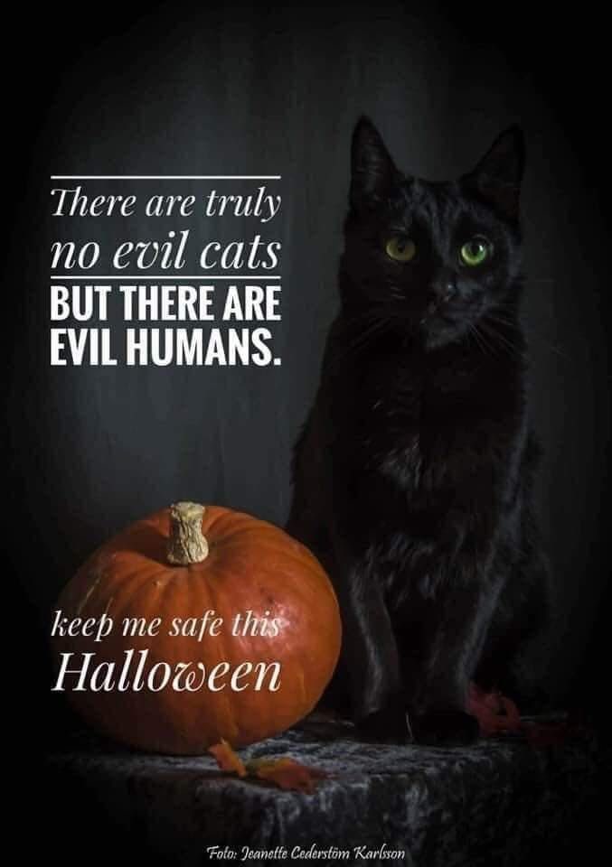 Happy Halloween! 🎃 While all the kiddos are out trick or testing, let’s not forget our furry friends. 🧡🐈‍⬛