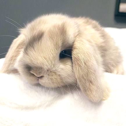 n0e4t1ng's tweet image. 🧵🪡 FOOD POOL 

spend a day as me and choose my safe foods from back when i had arfid

pt. 1

#edtwt #arfid #shedtwt