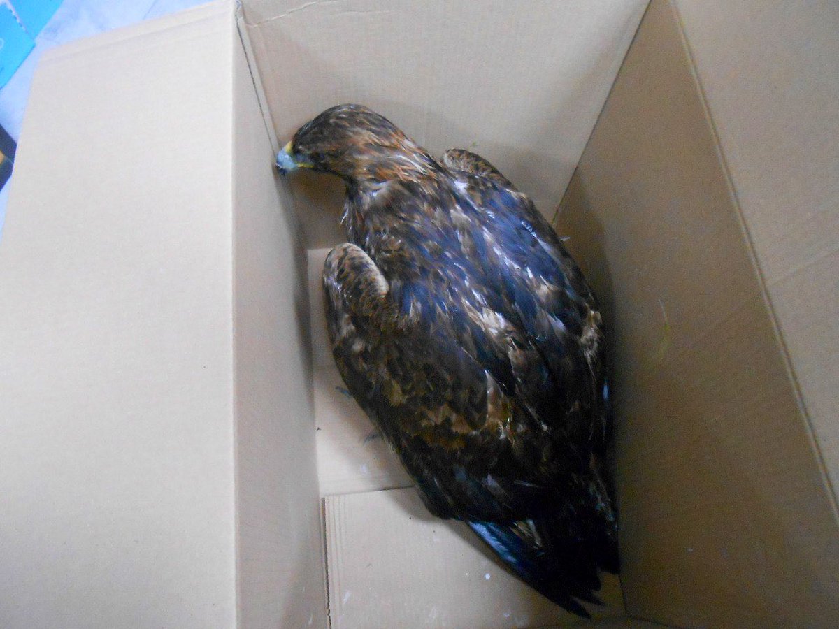 aamm_murcia's tweet photo. 🦅 #AAMM_Murcia han recogido un ejemplar adulto de águila real,  𝘈𝘲𝘶𝘪𝘭𝘢 𝘤𝘩𝘳𝘺𝘴𝘢𝘦𝘵𝘰𝘴, en la zona de Cabezo Jara, #PuertoLumbreras gracias a la #ColaboraciónCiudadana

El animal ha sido trasladado al #CRFS_Fauna para su cuidado y recuperación antes de ser liberado https://t.co/g4LpoDYG4s