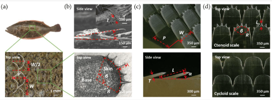 Biomim_MDPI's tweet image. #RecommendedPaper
🌊Bidirectional Underwater Drag Reduction on Bionic Flounder Two-Tier Structural Surfaces by Xixing He, et al.
🔎Read the full paper here: mdpi.com/2313-7673/8/1/…
#bidirectional #reduction #bionic #structures