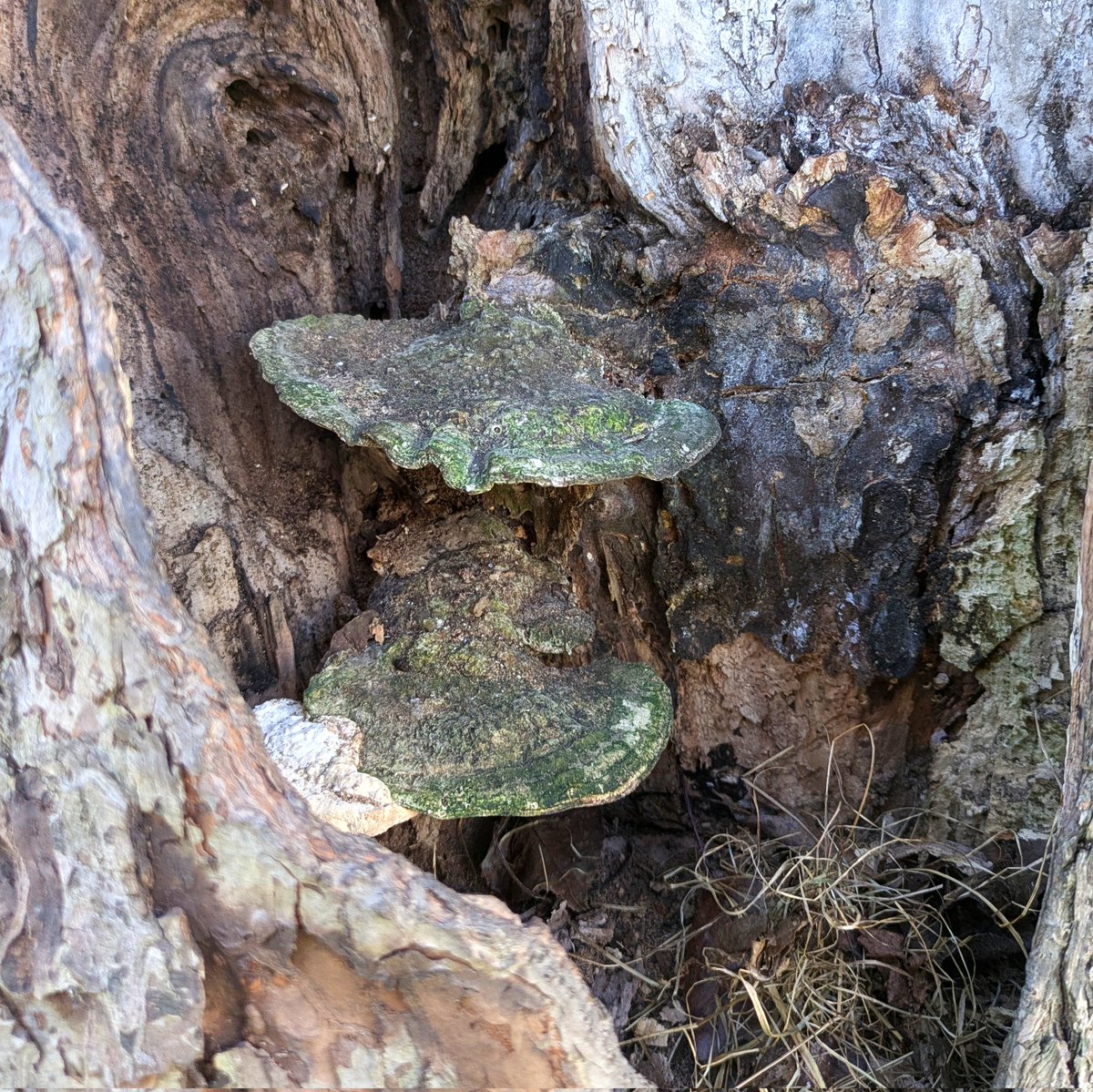 Growing old together...