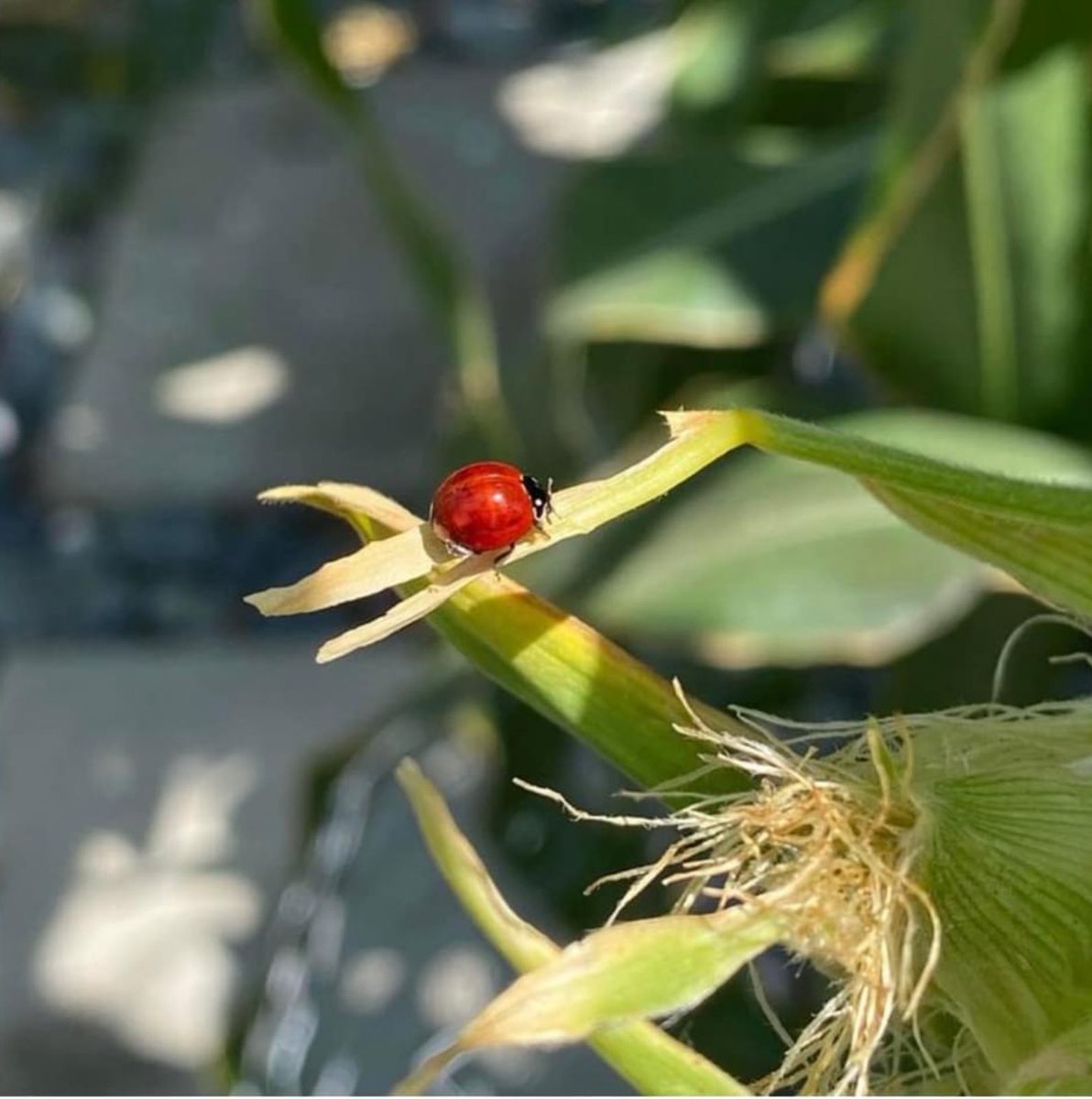 StacyeBranche's tweet photo. Happy Thursday from @healingfoodsgarden #frommygarden #haveagreatday #liveyourbestlife #livewithkindness #livewithgratitude #livewithoutregret #loveoneanother #seizetheday #practicerandomactsofkindness #Flowers #FlowerOfTheDay #FlowerLover #FlowerPhotography #flowerdaily https://t.co/WjKF0DDNQq