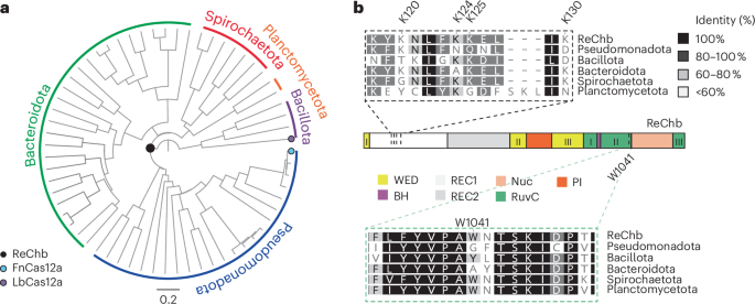 A resurrected ancestor of Cas12a expands target access and substrate recognition for nucleic acid editing and detection go.nature.com/3AmzhJ8