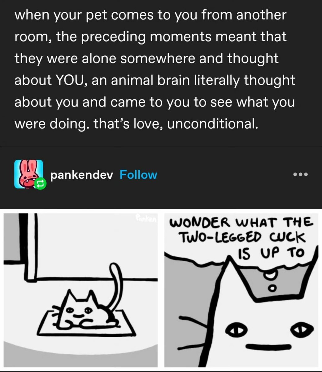 contents that ll heal your depression 🌻 (@catshealdeprsn) on Twitter photo 