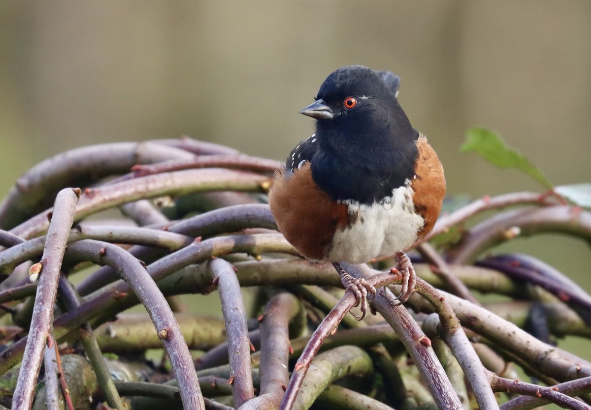 Lucky enough to get a #birdie on #wordle or #birdle.   So I’ll celebrate with this little birdie a spotted towhee.  #birdlover #backyardbirding

Wordle 1,230 3/6

⬜⬜⬜🟩🟨
⬜⬜🟨🟩⬜
🟩🟩🟩🟩🟩
