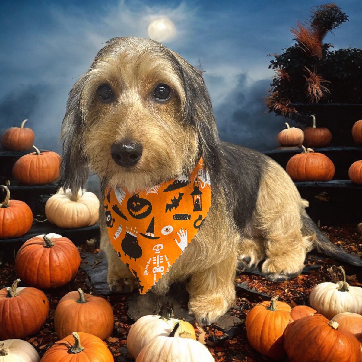 Amber, (RIP) Charlie (RIP) and Maisie (RIP) tweet media