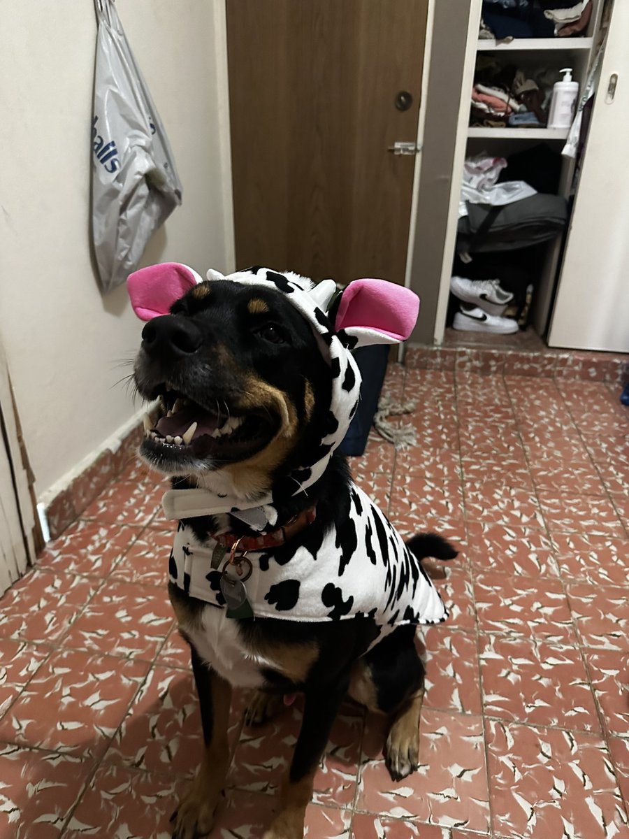 japi jalowin 🐄