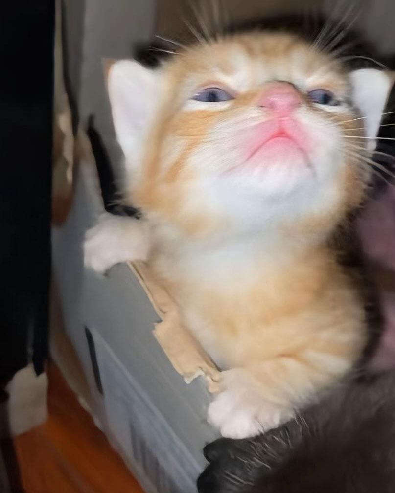 smol silly cat tweet media