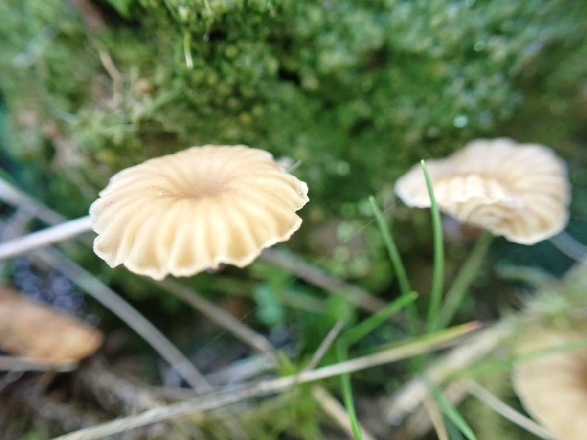 I think this is Lichenomphalia umbellifera found on the moor edge near Goathland today.