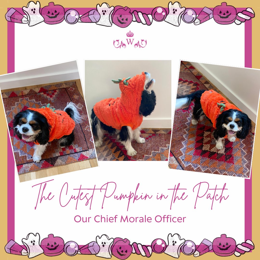 👻🎃 Happy Halloween! 🎃👻
This is Tilly. She is our Chief Morale Officer. The cutest little pumpkin in the patch! 😍
Keep Calm and Scare On! 
 #Halloween #HappyHalloween #KeepCalmandNannyOn #Nanny #NannyJob #NannyLife #AustinMoms #SanAntonioMoms #AustinNannies #SanAntonioNannies
