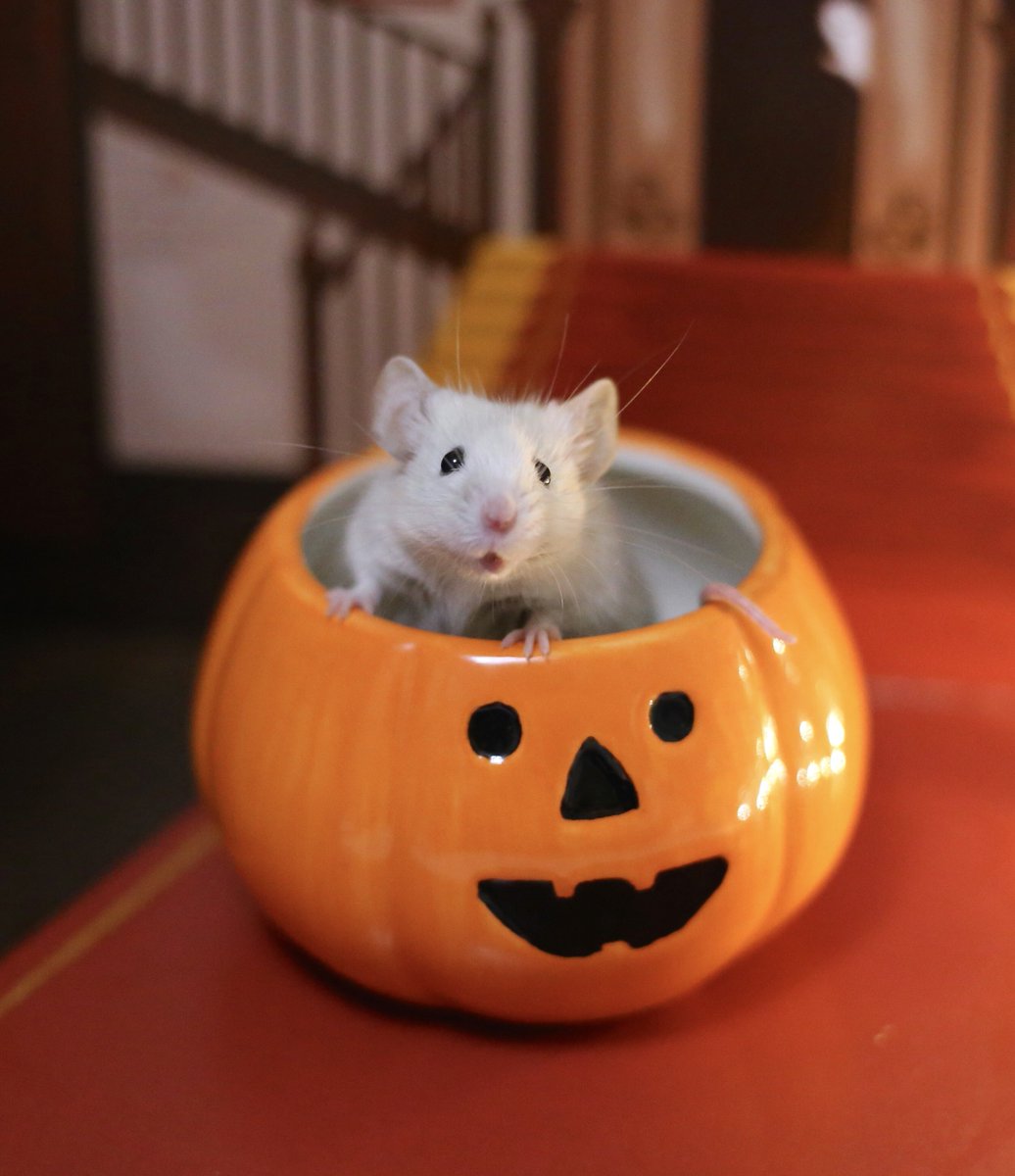 masametal's tweet photo. ライブハウスでのハロウィンパーティー楽しかったよ🐭✨歌も歌えたし！でも、ハロウィン終わっちゃうのは寂しいな…

#mouse #お空のトッポくん 
#ハロウィン2024 https://t.co/UjWr6pyYhK