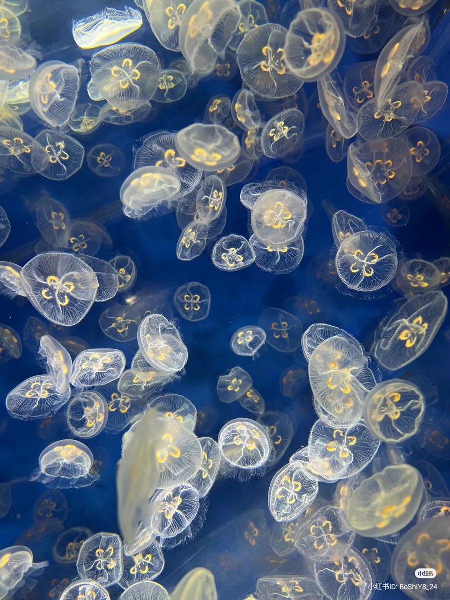 artindetails's tweet image. — jellyfish, the ocean’s living lanterns