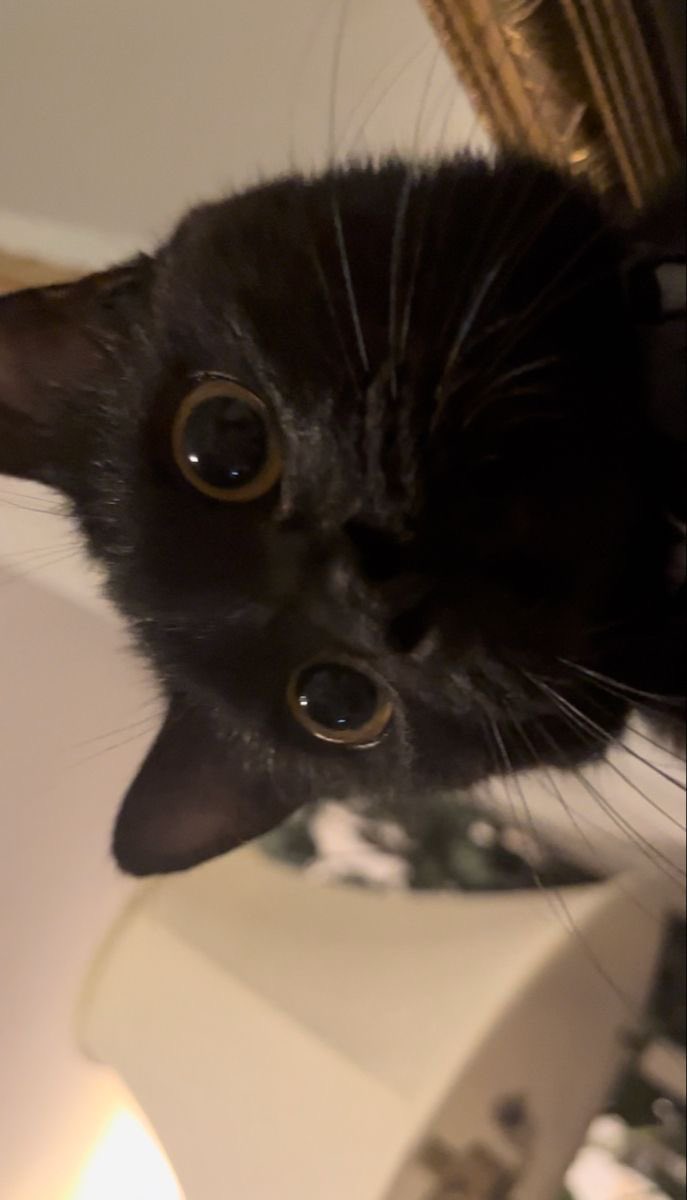 Black cats are not bad luck tweet media