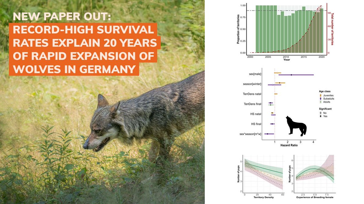 Ecological Dynamics (@ecodynizw) on Twitter photo New in <a href="/WildlifeBiol/">Wildlife Biology</a> on #wolf demography in Germany using 20 yrs of data ➡️doi.org/10.1002/wlb3.0…
<a href="/IZWberlin/">Leibniz-IZW</a> <a href="/geobiodiversity/">Senckenberg Research</a> #LUPUSInstitut
funded by <a href="/BfN_de/">BundesNaturschutzAmt</a>
#canisLupus #survival #reproduction #population #ecology #Rstats New in <a href="/WildlifeBiol/">Wildlife Biology</a> on #wolf demography in Germany using 20 yrs of data ➡️doi.org/10.1002/wlb3.0…
<a href="/IZWberlin/">Leibniz-IZW</a> <a href="/geobiodiversity/">Senckenberg Research</a> #LUPUSInstitut
funded by <a href="/BfN_de/">BundesNaturschutzAmt</a>
#canisLupus #survival #reproduction #population #ecology #Rstats